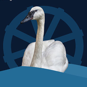 Swan Lake Exhibit